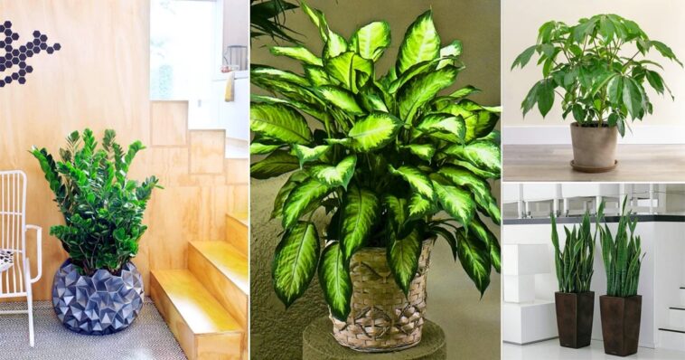 Best Indoor Plants for Beginners
