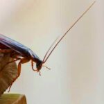 9 Best Ways to Get Rid of Cockroaches
